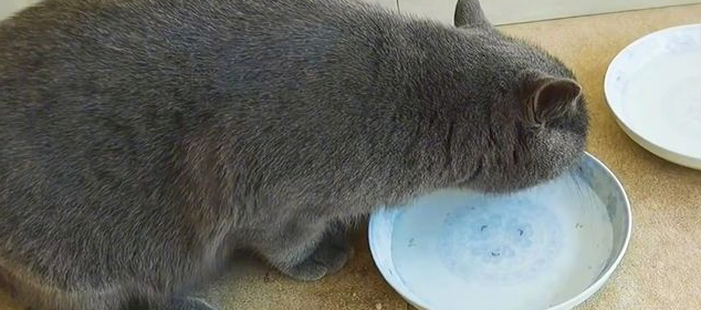 90后小情侣太不负责 把猫咪带回出租屋自己搬去了!(图1)