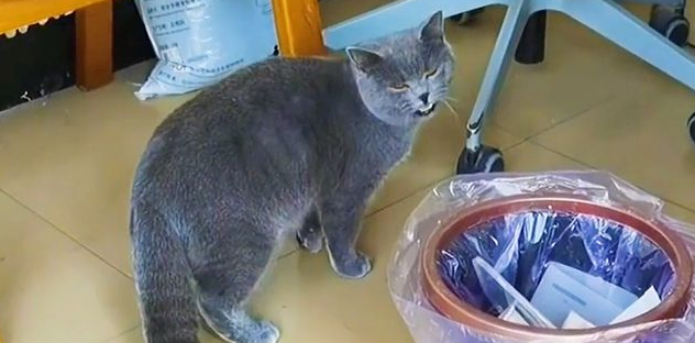 90后小情侣太不负责 把猫咪带回出租屋自己搬去了!(图2)