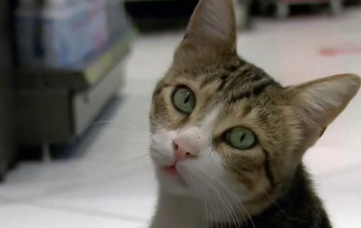 自食其力的流浪猫 活得比宠物猫还水润 好心人抢着给它买吃的(图1)