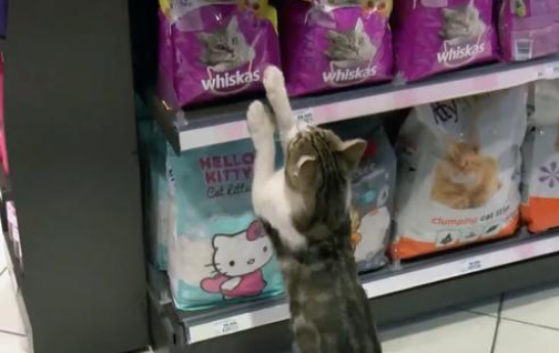 自食其力的流浪猫 活得比宠物猫还水润 好心人抢着给它买吃的(图2)