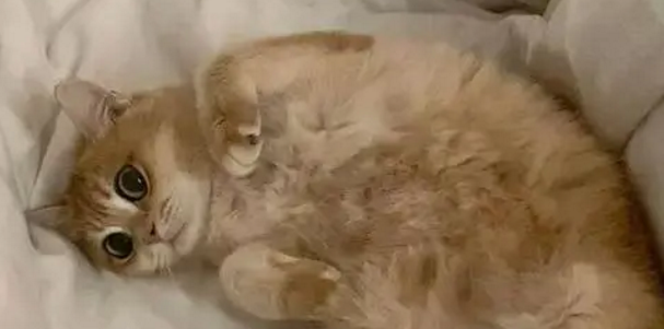 小猫找家｜四只很可爱兄妹网等有爱家长(图1)