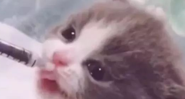 小猫赶回妈妈后喝到第一口奶 哭画面萌炸天(图1)