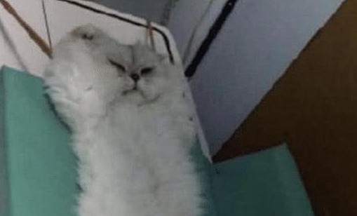 女子带猫咪去绝育 中途被邀请进屋 走进去一看 直接笑抽了(图1)