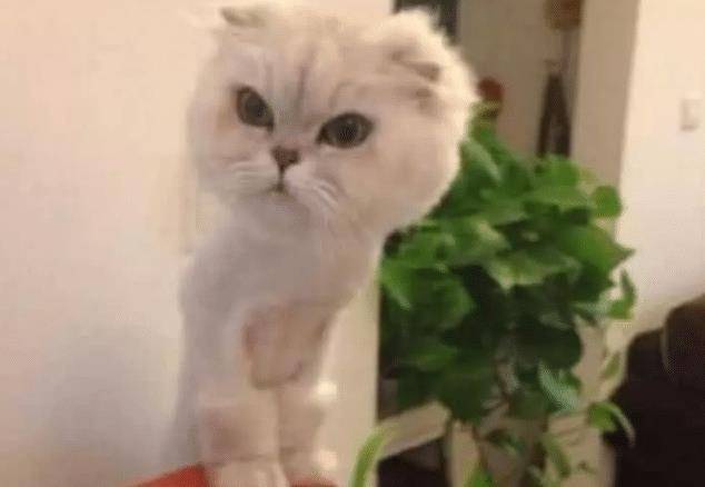 女子带猫咪去绝育 中途被邀请进屋 走进去一看 直接笑抽了(图3)