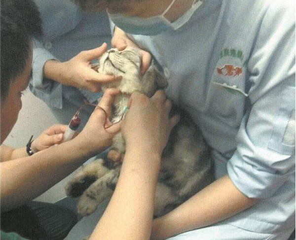 加菲猫性命垂危“朋友圈”惹下献血小伙伴(图1)