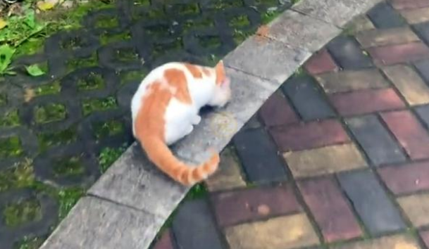 流浪猫上门来求收留我 竟遭家犬消灭吓成飞机耳 是为带走它强装镇定(图1)