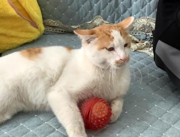 流浪猫上门来求收留我 竟遭家犬消灭吓成飞机耳 是为带走它强装镇定(图2)