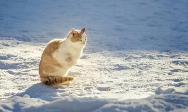 流浪猫上门来求收留我 竟遭家犬消灭吓成飞机耳 是为带走它强装镇定(图3)