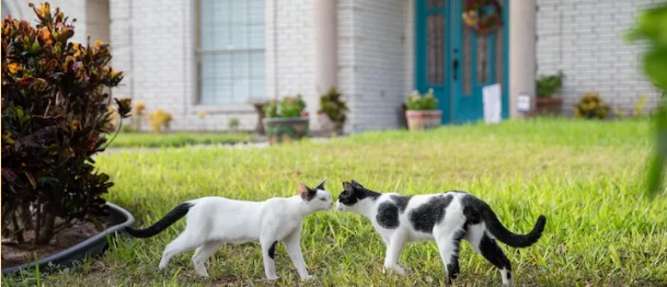 【猫行为】减轻猫咪砍人的行为辅助产品(图1)
