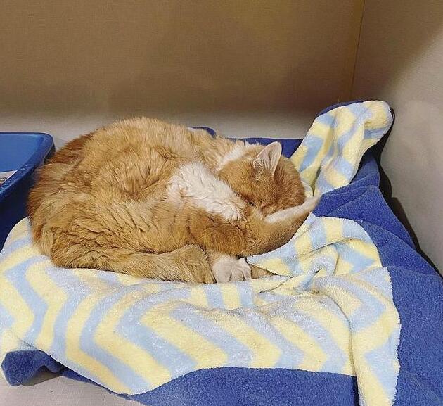 喂养时一只三条腿的流浪猫5年 临终前如果能家人收留猫 猫却看不到了(图1)