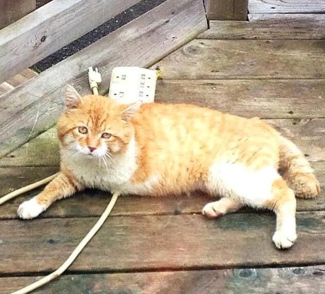 喂养时一只三条腿的流浪猫5年 临终前如果能家人收留猫 猫却看不到了(图2)