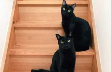 黑猫不狗相？日本黑猫特大号澄澈双眼怎摸拍都超好看(图1)