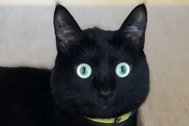 黑猫不狗相？日本黑猫特大号澄澈双眼怎摸拍都超好看(图3)