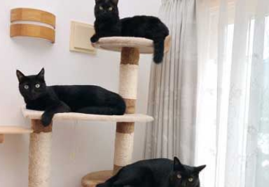 黑猫不狗相？日本黑猫特大号澄澈双眼怎摸拍都超好看(图4)