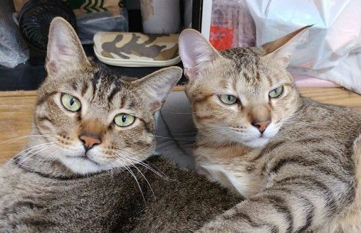 以前的三条街的街猫老大现在被弟弟霸凌热情踩奶(图3)