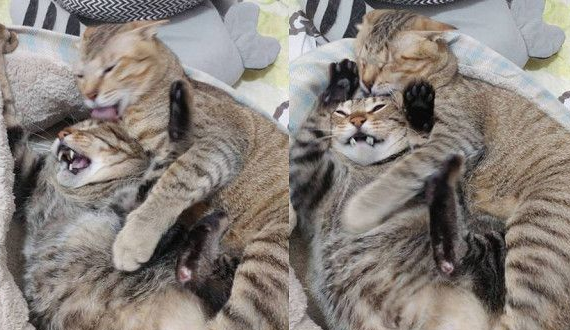 以前的三条街的街猫老大现在被弟弟霸凌热情踩奶(图1)