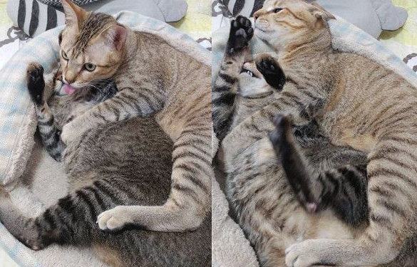 以前的三条街的街猫老大现在被弟弟霸凌热情踩奶(图2)