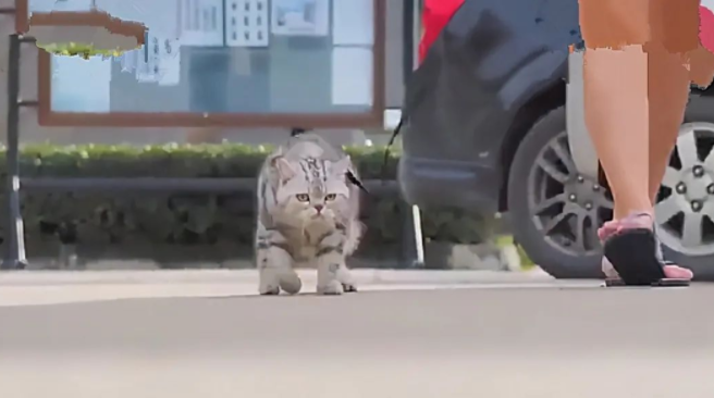 带猫咪自己去看了次老虎 出去后格外有些不对(图1)