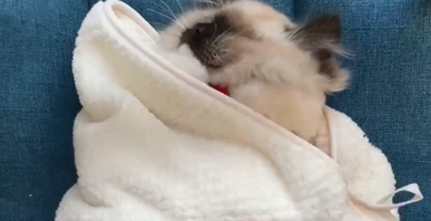 孙女叮咛奶奶要给猫加衣服 没半天收到视频 看完：我滴亲奶奶哎(图1)