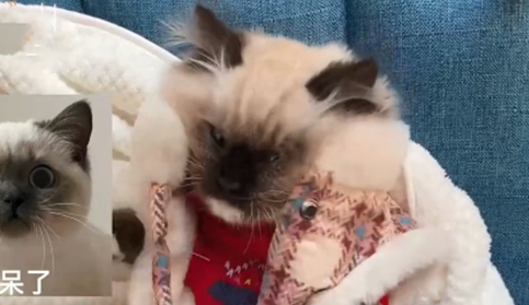 孙女叮咛奶奶要给猫加衣服 没半天收到视频 看完：我滴亲奶奶哎(图2)