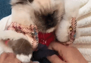 孙女叮咛奶奶要给猫加衣服 没半天收到视频 看完：我滴亲奶奶哎(图3)