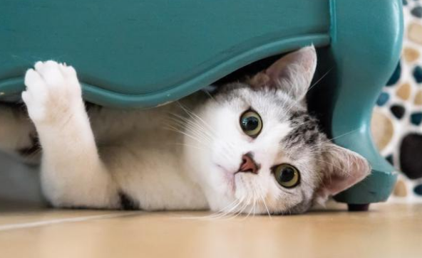 再现实版猫的报恩 猫咪不是什么只会卖萌装可爱 危急时刻能救你一条命!(图1)