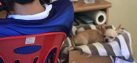 有另一个沉迷于游戏打游戏的铲屎官怎么办啊?猫咪和狗狗的态度已经有所不同!(图2)