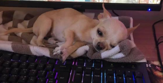 有另一个沉迷于游戏打游戏的铲屎官怎么办啊?猫咪和狗狗的态度已经有所不同!(图3)