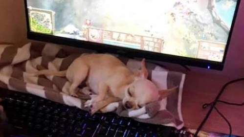 有另一个沉迷于游戏打游戏的铲屎官怎么办啊?猫咪和狗狗的态度已经有所不同!(图4)