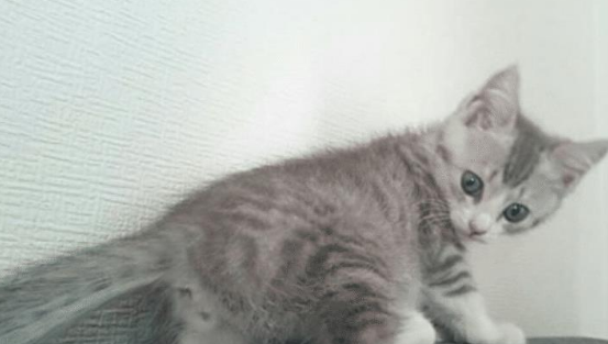 猫咪不要主人坐新买的椅子 它推主人时的表情太超级搞笑了 要成精了(图1)