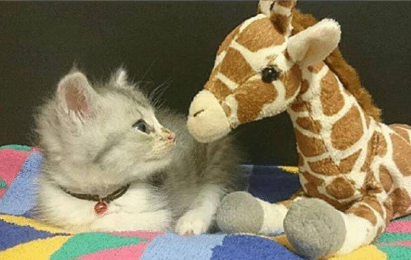 猫咪不要主人坐新买的椅子 它推主人时的表情太超级搞笑了 要成精了(图2)