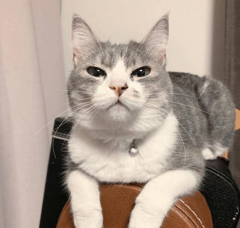 猫咪不要主人坐新买的椅子 它推主人时的表情太超级搞笑了 要成精了(图3)