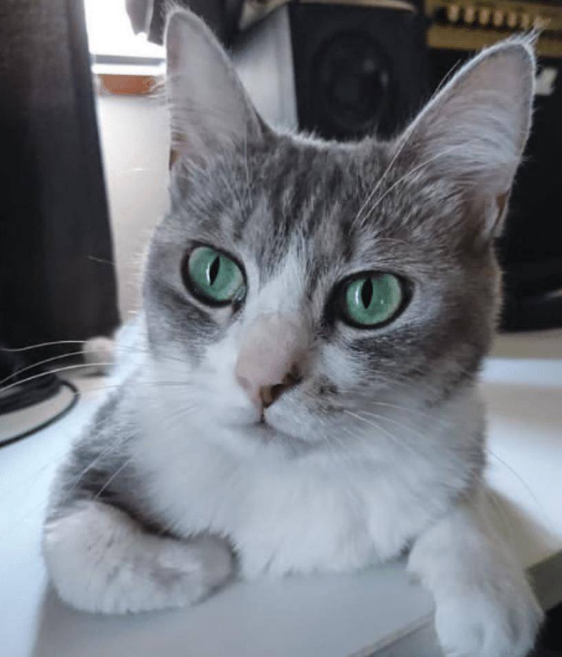 猫咪不要主人坐新买的椅子 它推主人时的表情太超级搞笑了 要成精了(图4)