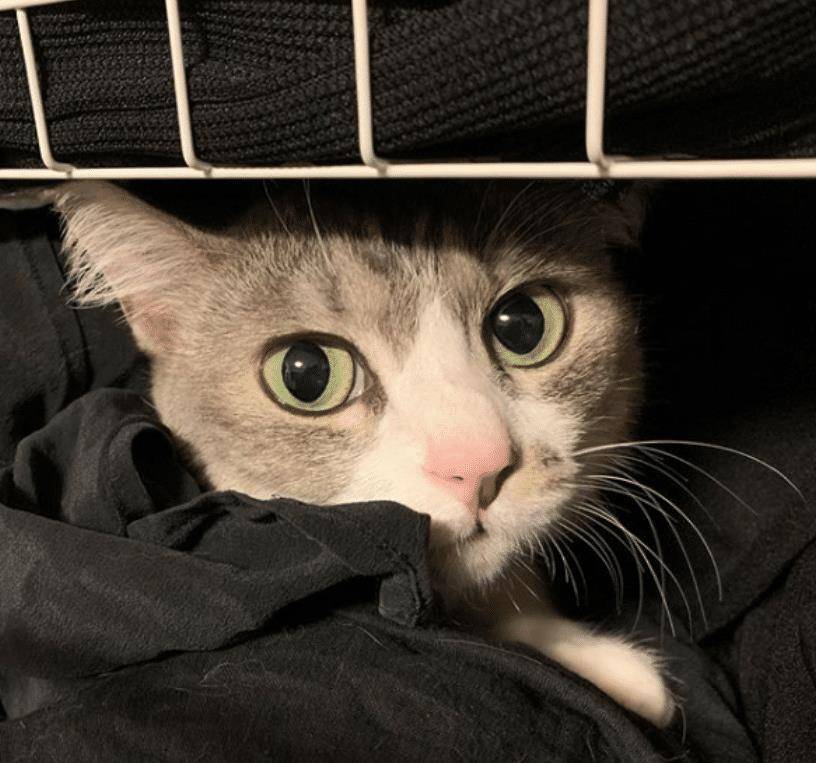 猫咪不要主人坐新买的椅子 它推主人时的表情太超级搞笑了 要成精了(图5)