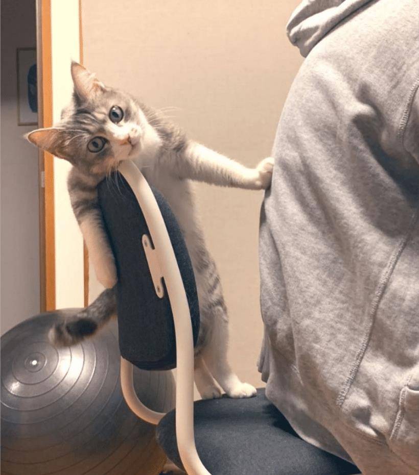 猫咪不要主人坐新买的椅子 它推主人时的表情太超级搞笑了 要成精了(图6)
