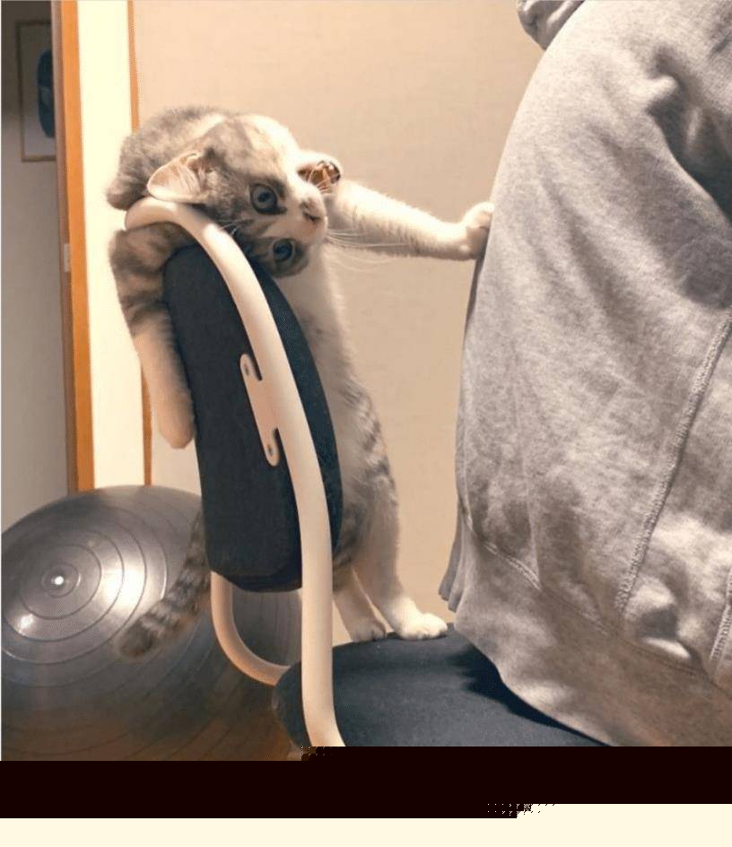 猫咪不要主人坐新买的椅子 它推主人时的表情太超级搞笑了 要成精了(图8)