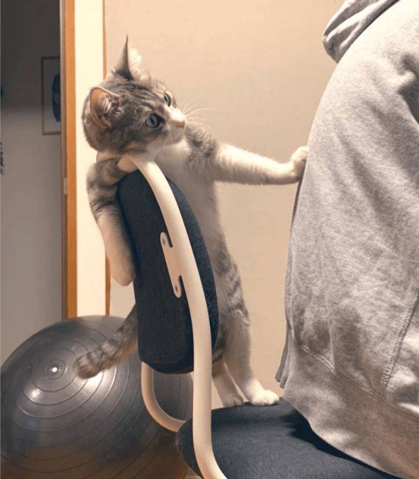 猫咪不要主人坐新买的椅子 它推主人时的表情太超级搞笑了 要成精了(图7)