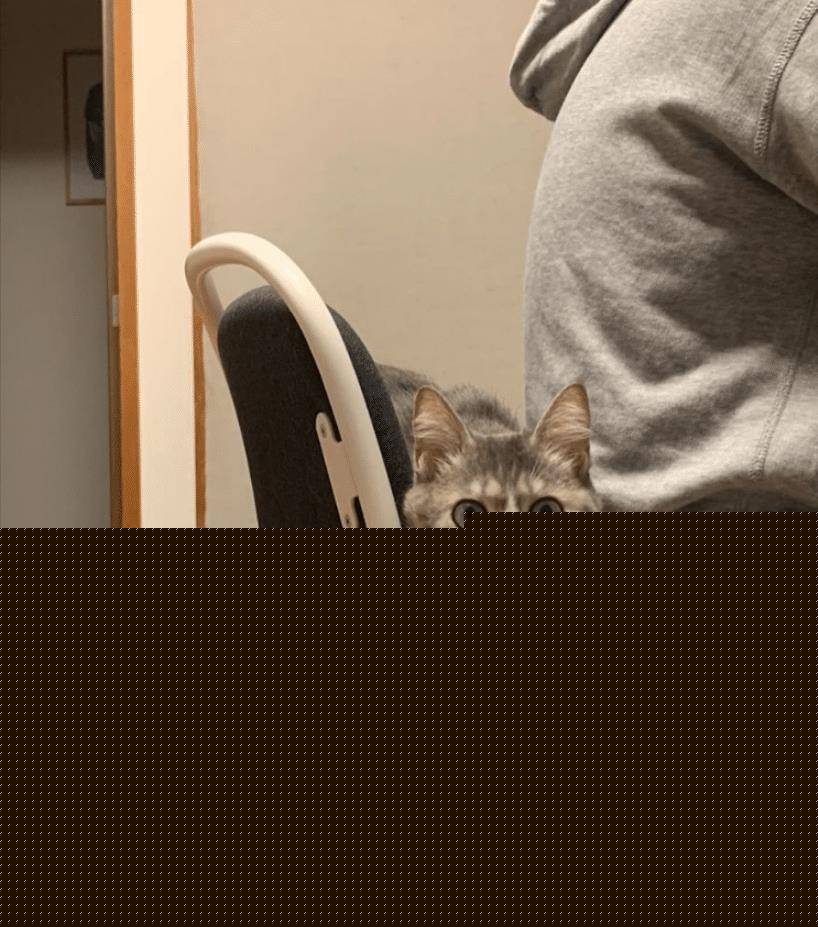 猫咪不要主人坐新买的椅子 它推主人时的表情太超级搞笑了 要成精了(图9)