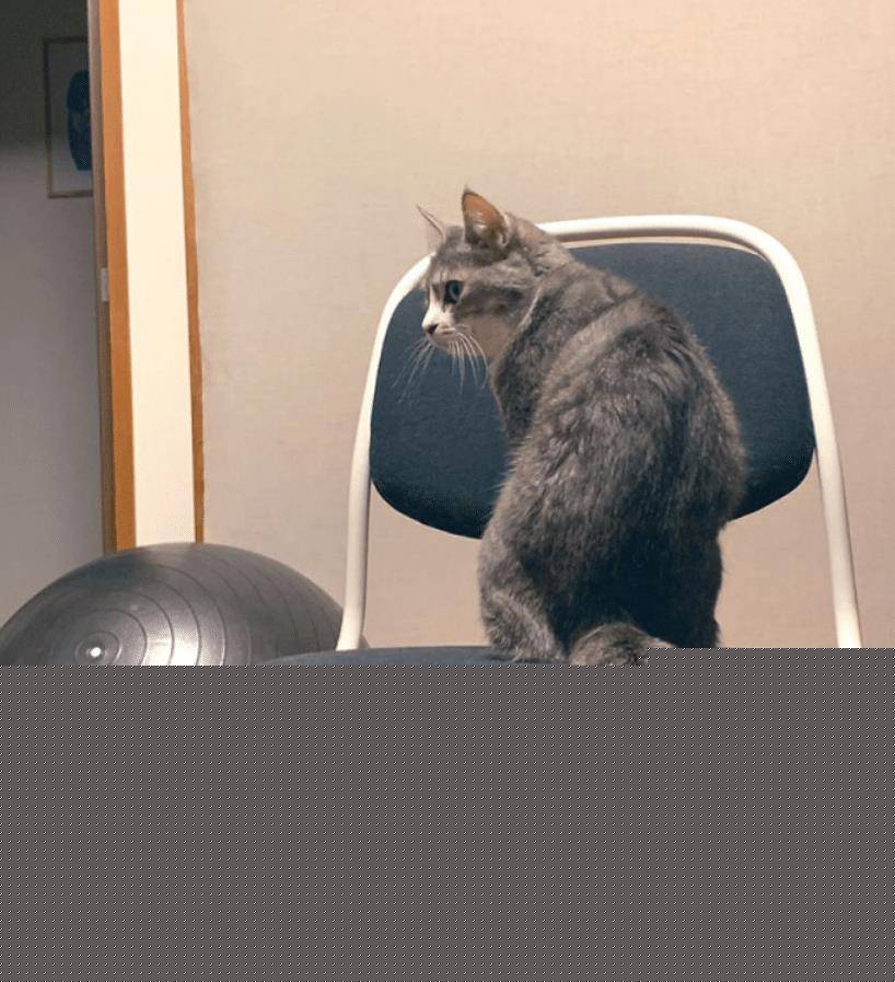 猫咪不要主人坐新买的椅子 它推主人时的表情太超级搞笑了 要成精了(图10)