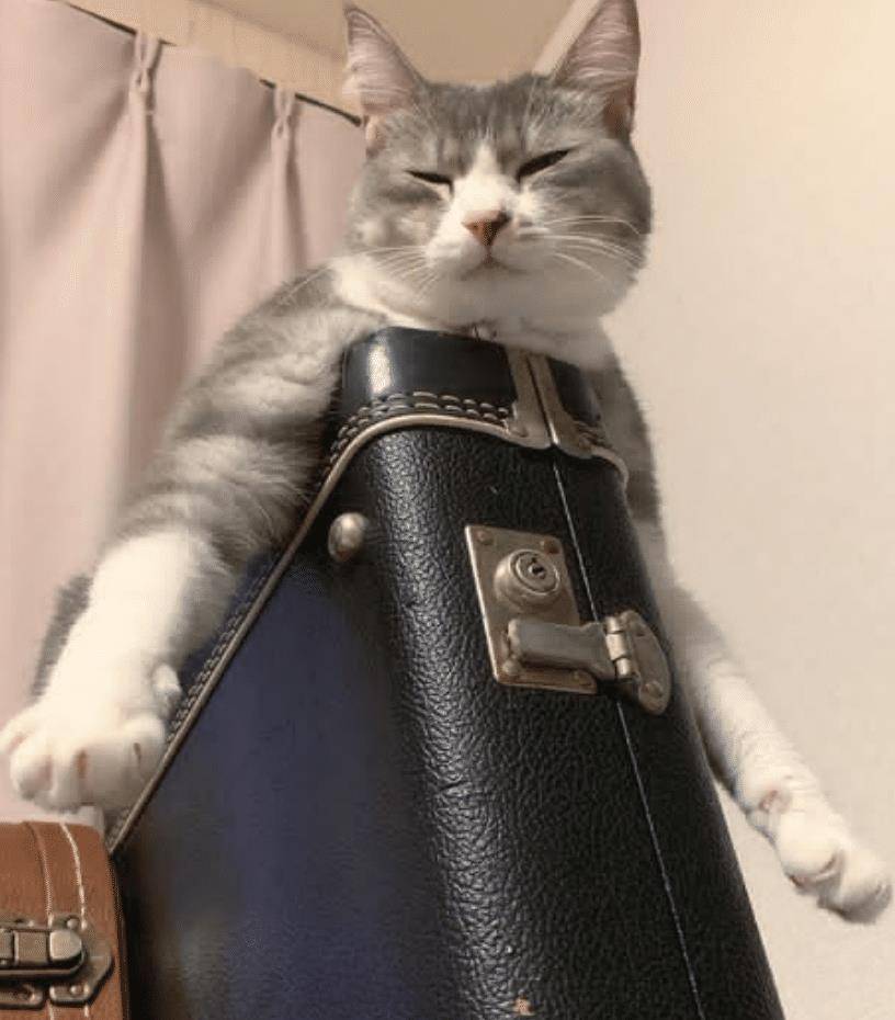 猫咪不要主人坐新买的椅子 它推主人时的表情太超级搞笑了 要成精了(图11)