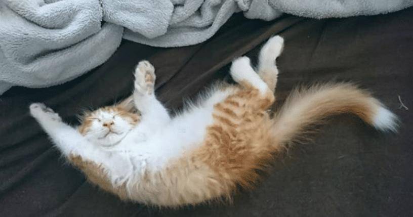 猫咪不要主人坐新买的椅子 它推主人时的表情太超级搞笑了 要成精了(图12)