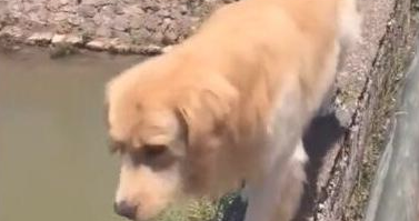 铲屎官带金毛散散步 一个转过身子狗狗却都看不到了 猫奴狂呼可能出事(图1)