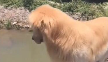 铲屎官带金毛散散步 一个转过身子狗狗却都看不到了 猫奴狂呼可能出事(图2)