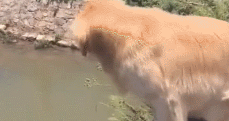 铲屎官带金毛散散步 一个转过身子狗狗却都看不到了 猫奴狂呼可能出事(图3)