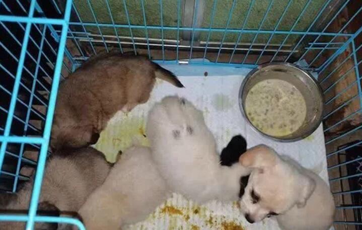 惨目忍睹！一小区门口 上百只奶猫奶狗哀嚎不单单 有的已死亡后(图1)