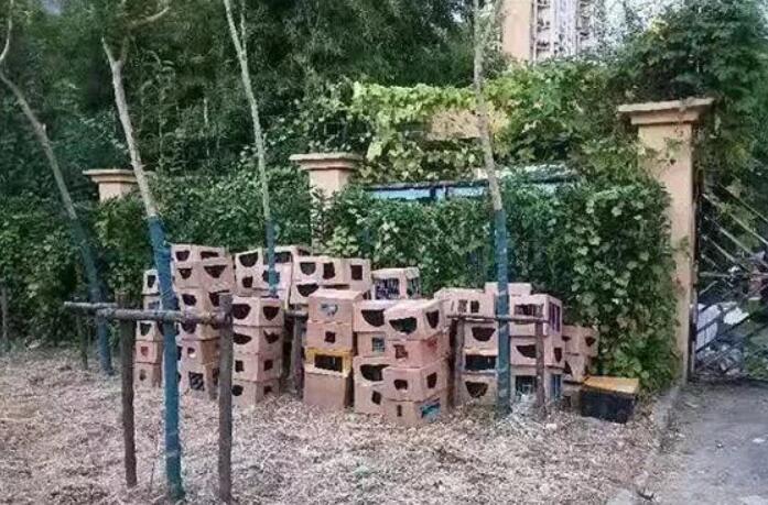 惨目忍睹！一小区门口 上百只奶猫奶狗哀嚎不单单 有的已死亡后(图2)