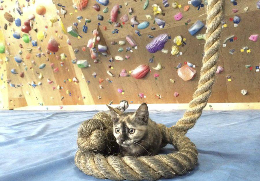 攀岩俱乐部被收留了只流浪猫 谁明白人家天赋惊人 攀下技术一级棒(图2)