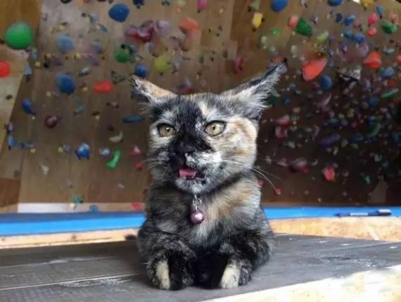 攀岩俱乐部被收留了只流浪猫 谁明白人家天赋惊人 攀下技术一级棒(图1)