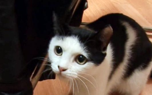 不知主人已骤然离世 猫咪拒绝吃饭 每天晚上守在门口等主人回家来(图1)