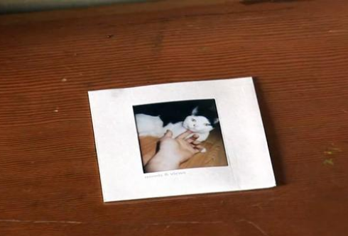 不知主人已骤然离世 猫咪拒绝吃饭 每天晚上守在门口等主人回家来(图2)